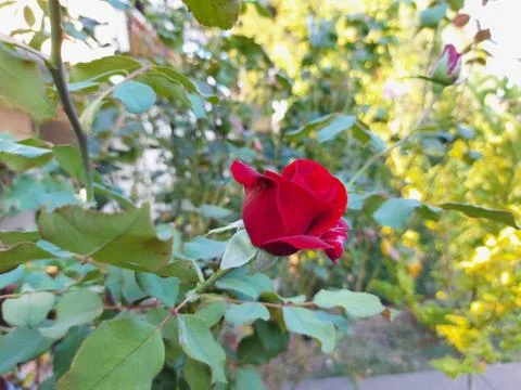 One red rose in the garden Stock Photos