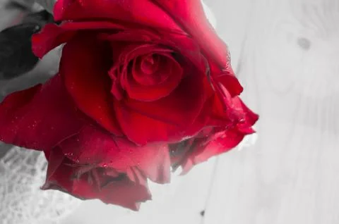 One red rose on a gray background, the transparency effect Stock Photos