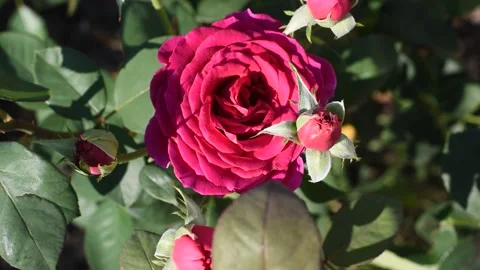 One red rose. grows and blooms in summer in the flower garden. Stock Footage 166623775