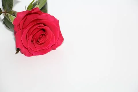 One red rose with a large opened bud. Foto stock