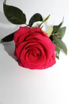 One red rose with a large opened bud. Stock Photos