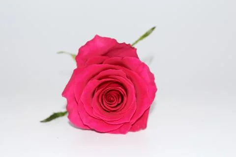 One red rose with a large opened bud. Stock Photos
