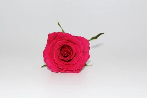 One red rose with a large opened bud. Stock Photos
