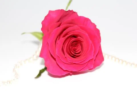 One red rose with a large opened bud. Stock Photos