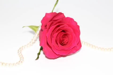 One red rose with a large opened bud. Stock Photos