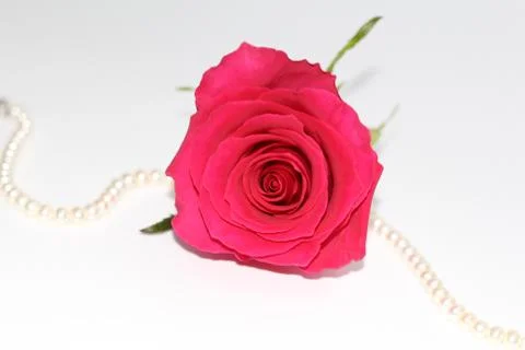 One red rose with a large opened bud. Stock Photos