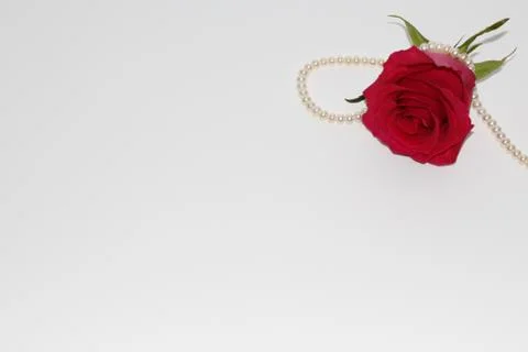 One red rose with a large opened bud. Stock Photos