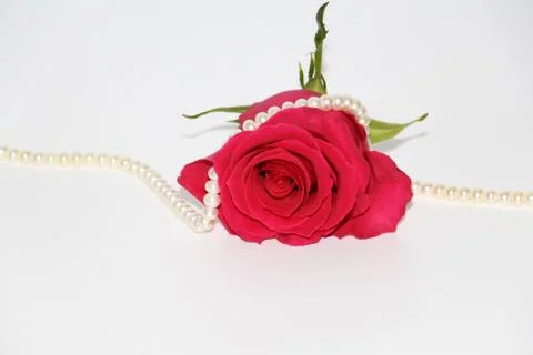 One red rose with a large opened bud. Stock Photos