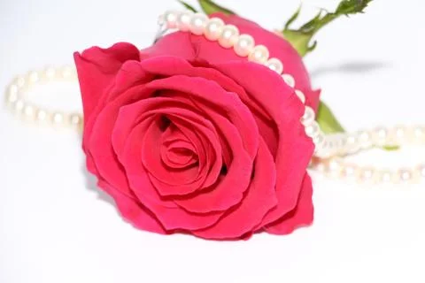 One red rose with a large opened bud. Stock Photos