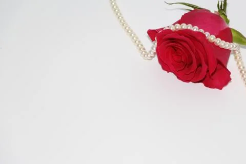 One red rose with a large opened bud. Stock Photos