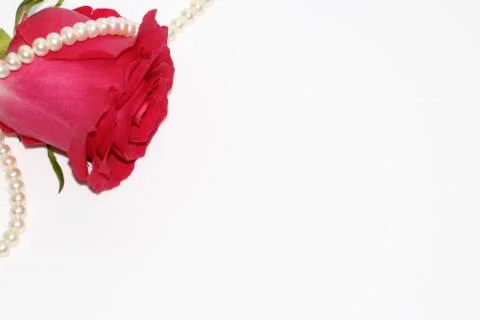 One red rose with a large opened bud. Stock Photos