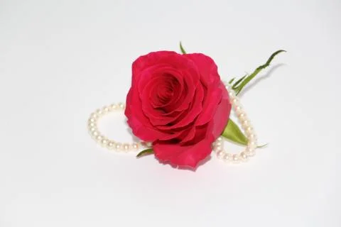 One red rose with a large opened bud. Stock Photos