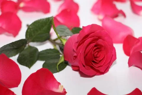 One red rose with a large opened bud. Foto stock