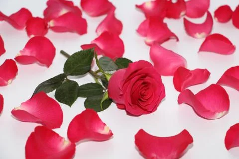 One red rose with a large opened bud. Foto stock