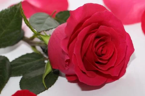 One red rose with a large opened bud. Stock Photos