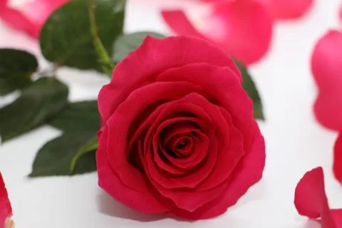 One red rose with a large opened bud. Stock Photos
