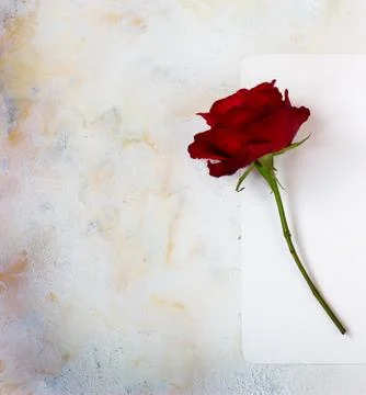 One red rose on a light background. space for text, postcard Stock Photos
