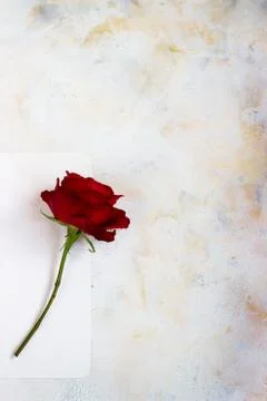 One red rose on a light background. space for text, postcard Stock Photos