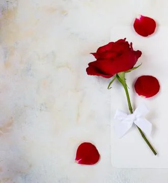 One red rose on a light background. space for text, postcard Stock Photos