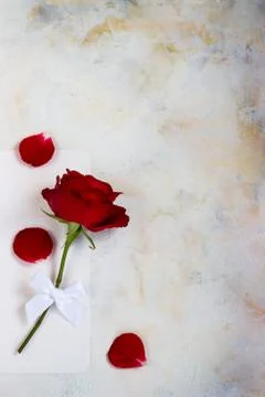 One red rose on a light background. space for text, postcard Stock Photos