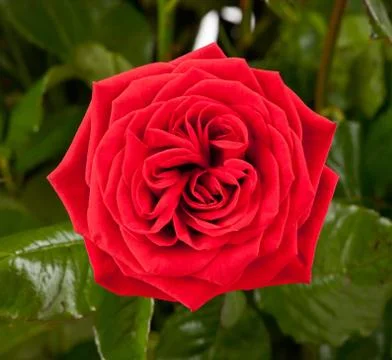 One red rose Stock Photos