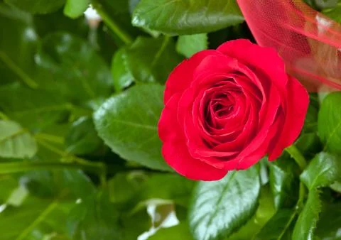 One red rose Stock Photos