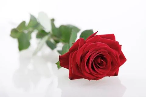 One red rose Stock Photos