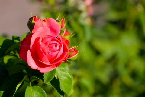 One red rose Stock Photos