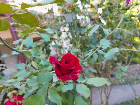 One red rose Stock Photos