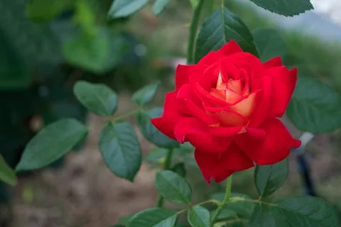 One red rose Stock Photos