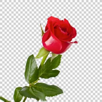 One red rose Stock Photos