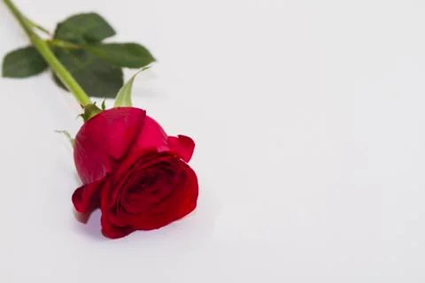 One red rose on a white background Foto stock