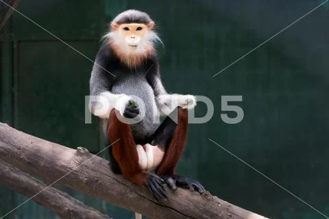 One Red-shanked douc eating leaf,monkey,animal, wildlife,Pygathrix nemaeus. Stock Photos