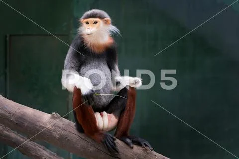 One Red-shanked douc eating leaf,monkey,animal, wildlife,Pygathrix nemaeus. Stock Photos
