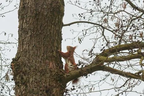 One red squirrel climbs on an oak tree Stock Photos