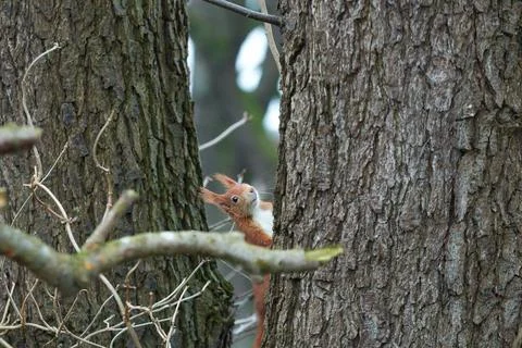 One red squirrel climbs on an oak tree Stock Photos