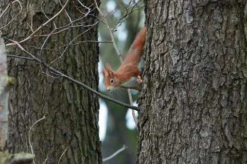 One red squirrel climbs on an oak tree Stock Photos