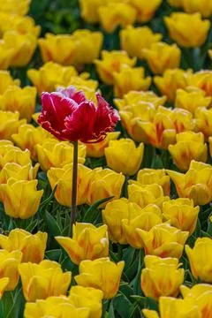 One red tulip in a field between yellow ones Stock Photos