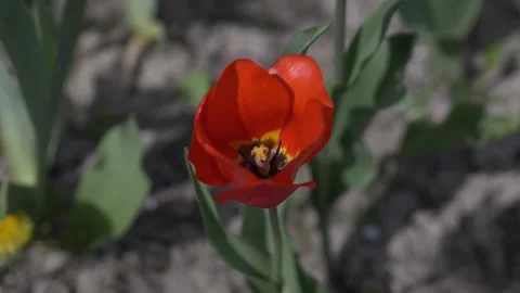 One red tulip flower, close-up. Stock Footage 240432192