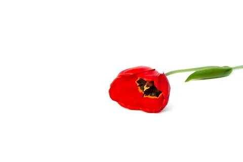 One red tulip lie on the table isolated on white background. Copy space. Flow Stock Photos