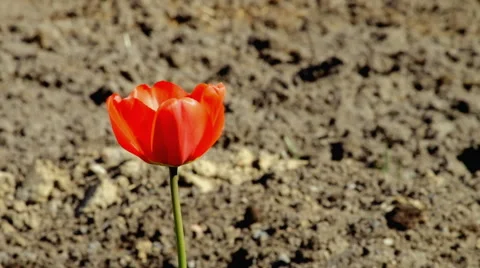 One red tulip nature Stock Footage 63108274