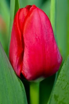 One red tulip Stock Photos