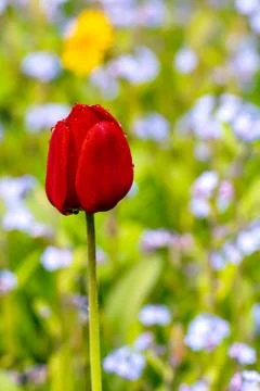 One red tulip. Stock Photos