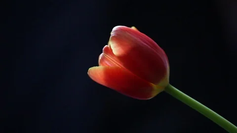 One red tulip sun light dark background hd footage nobody Stock Footage 104295664