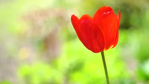 One red tulip sways in the wind against green background. Side view Stock Footage 192841411