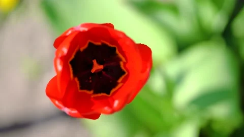 One red tulip sways in the wind against green background. Top view 库存影片 192841571