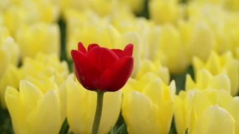 One red tulip waving in the wind in a field of yellow tulips Stock Footage 266420544