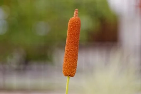 One reed bulrush Stock Photos