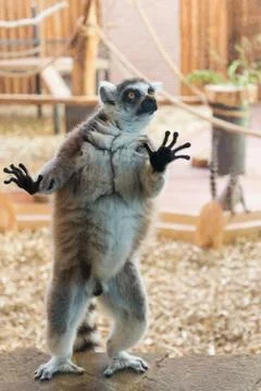 One ring tailed lemur on stone plate Stock Photos