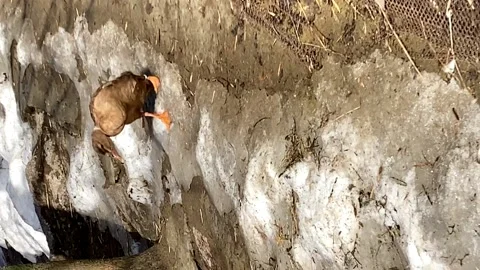 One ringed duck in the zoo is slowly walking. funny ducks. vertical video Stock Footage 174386162